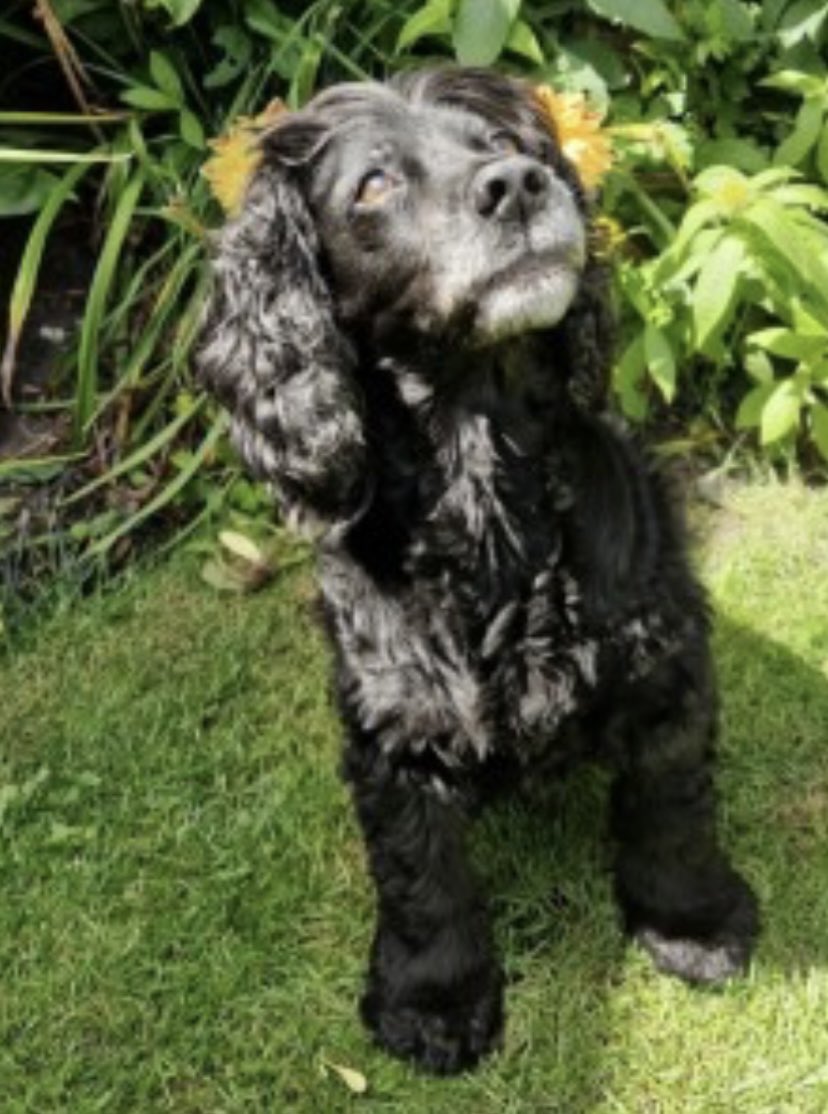 rosieDoc2's tweet image. #SpanielHour 

Poor BESSIE elderly and missing since 2/8/24 #Dudsbury guide camp. #WestParley #Ferndown #DORSET 

PLS LOCALS HAVE YOU SEEN HER? Her family are in bits PLS RT TY 
@dudsburygc @dudsburycamp @WestParleyPC @Dorset_Hour @DorsetNewsdesk @JacquiSaid @PcsharonPage @bs2510