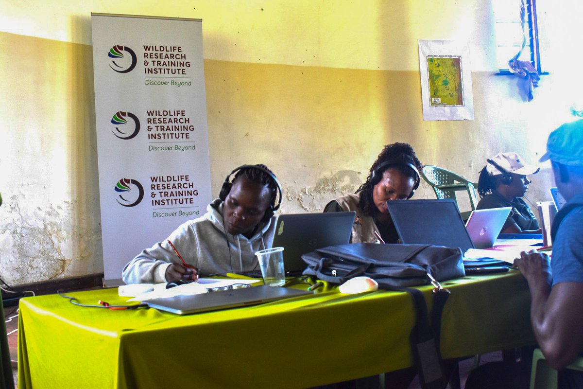 WRTIKenya's tweet photo. NATIONAL WILDLIFE CENSUS 2024-2025 UPDATES: 
The Naivasha- Nakuru Ranches total aerial wildlife census has successfully been completed.

The exercise covered a total of four blocks measuring 2200 square kilometres. 

A dedicated team of observers, data crew and data analysts will analyse the collected data to produce detailed reports and actionable insights.  

The team will use statistical models, data visualization tools, and geographic information systems (GIS) to derive meaningful insights and ensure the information is reliable.

 This includes identifying population trends, species density, migration routes, status of the habitat and areas with potential human-wildlife conflict.

The analysis is also crucial for monitoring endangered species and understanding how climate change, habitat loss, and human encroachment are affecting local wildlife.

The National Wildlife Census 2020-2025 has been financially supported by the Tourism Promotion Fund.

A special appreciation goes to the Ministry of Tourism and Wildlife, State Department for Wildlife, @WWF_Kenya,@KWSKenya  and Tourism Promotion Fund (TPF) for their invaluable support. 

#Count2Conserve 
#Conservationefforts
