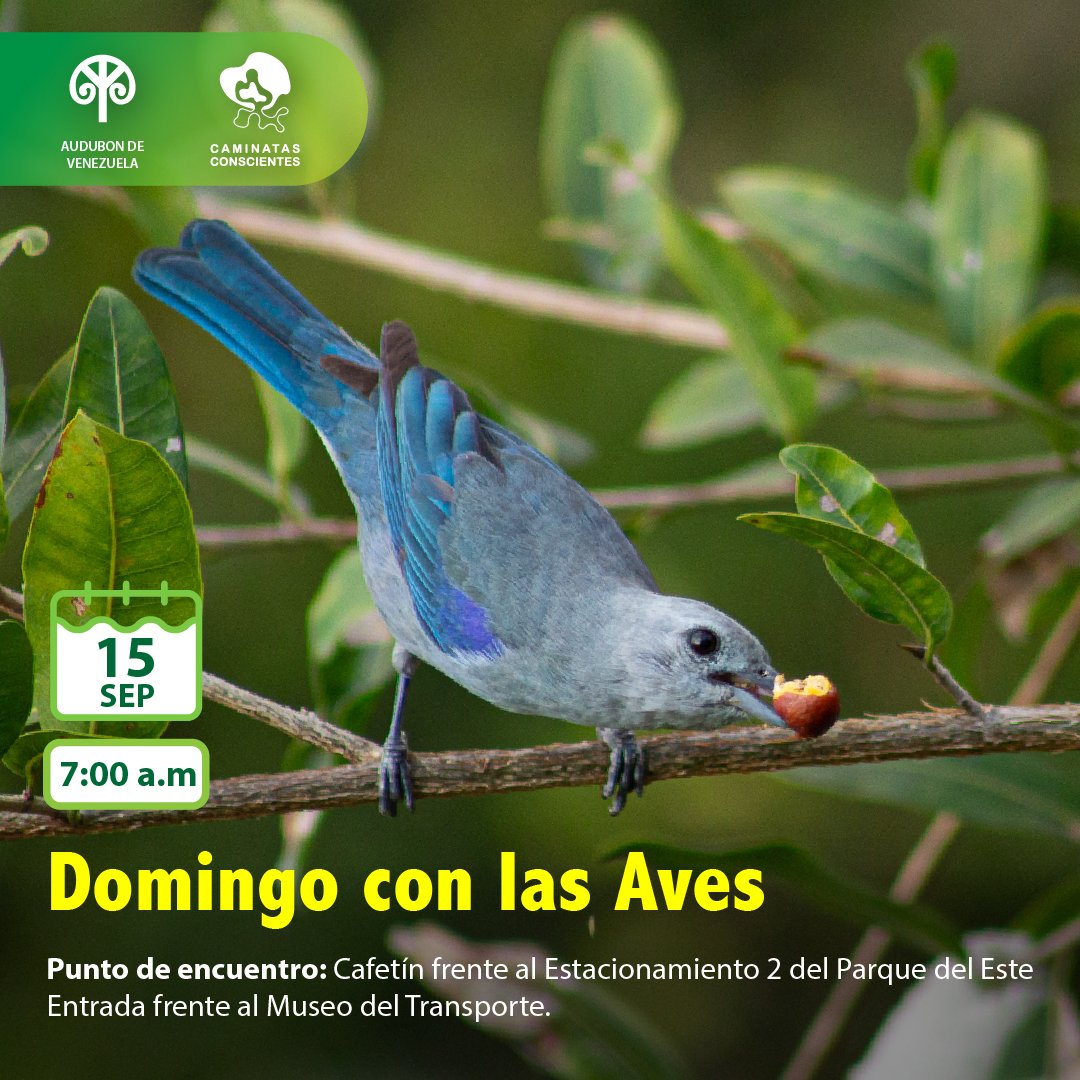 #DomingoconlasAves Este domingo #15Septiembre en el #ParquedelEste acompáñanos a descubrir parte de la avifauna de Caracas, quizá podamos encontrar aves migratorias. Regístrate en forms.gle/c4FUq9unhupuJr… ¡es gratuito! Ver más instagram.com/p/C_yMpOHugQ6/…