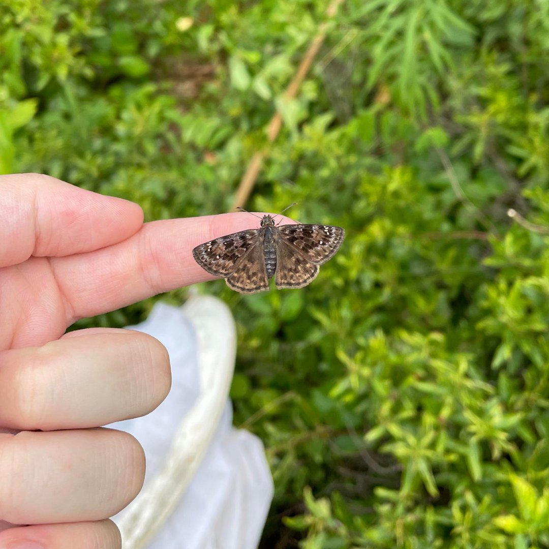 Wildlife Preservation Canada (@wpcwild911) on Twitter photo The mottled duskywing recovery team has observed every life stage of the mottled duskywing butterfly in the field. From eggs to caterpillars, and pupa to adult, they're lucky enough to see it all.
<a href="/RyanNorrisSci/">Dr. Ryan Norris</a>
<a href="/Conservatory_/">Cambridge Butterfly</a>
<a href="/OntarioParks/">Ontario Parks</a>
@NushaKeyghobadi
@nrsinews The mottled duskywing recovery team has observed every life stage of the mottled duskywing butterfly in the field. From eggs to caterpillars, and pupa to adult, they're lucky enough to see it all.
<a href="/RyanNorrisSci/">Dr. Ryan Norris</a>
<a href="/Conservatory_/">Cambridge Butterfly</a>
<a href="/OntarioParks/">Ontario Parks</a>
@NushaKeyghobadi
@nrsinews