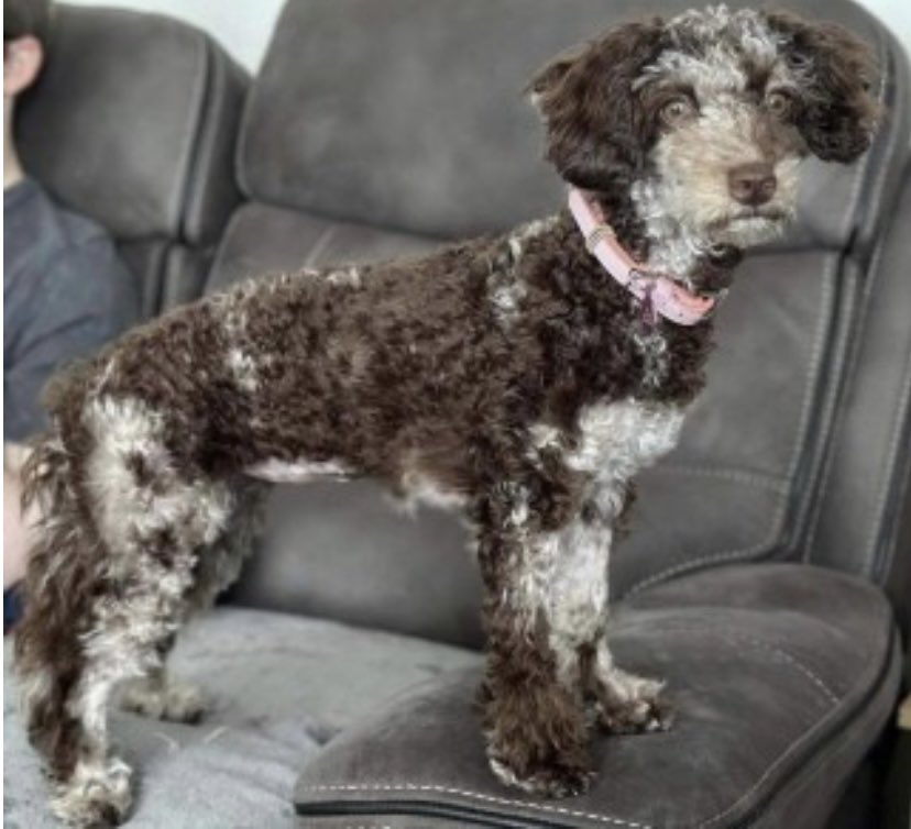 rosieDoc2's tweet image. #SpanielHour 

You leave your girl with a #dogsitter and never see them again 😔
ROO WHERE ARE YOU? 
DELIVERY DRIVER LEFT GATE OPEN 
(She should NOT of been out) 
#Falmouth #Cornwall #TR11 15/11/23 
Her family are broken hearted 💔 

doglost.co.uk/dog-blog.php?d…
Last seen #Penmare