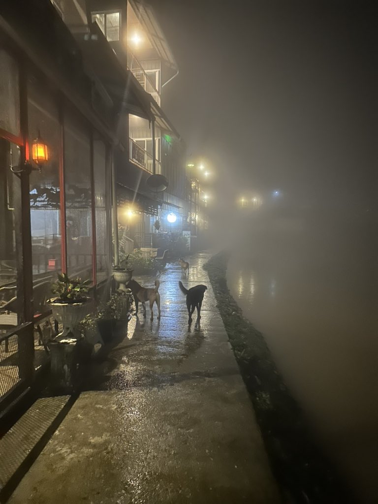 วันเหงาๆ กับเหล่า4ขา🐶
วันนี้หมอกที่ปิล๊อก หนามว๊ากก หนาวมาก 🌬️☔️