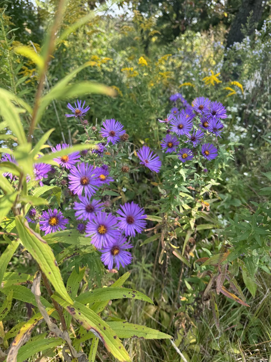 MzFrancesFX's tweet image. Adjusting and refocusing. Back to it. #TheSimpleThings #NatureGirl 💜 🌿☀️