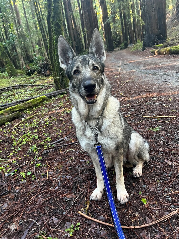 Luna is 7 years old, about 85 lbs with a light sable coat. She has a very expressive face, is sweet &amp; affectionate, likes playing &amp; exercising (treat/ball motivated), and enjoys being out and about.
petlover.petstablished.com/pets/public/15…
#AdoptDontShop #GSD #RescueDogs