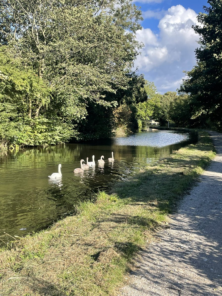 This evening’s 10 is sponsored by beautiful things ❤️🏃‍♀️ #bingley #running #swanbabies
