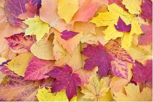 Soif d'#étudier en #santé #mieuxêtre au #travail? L'<a href="/ertsm_osmet/">OSMET</a> remettra cet automne encore la #bourse d'excellence <a href="/TELUSSante/">TELUS Santé</a> (niveau maîtrise). A vos candidatures, avant le 30 septembre 2024 !!!  Pour plus de détails : osmet.umontreal.ca/projets/bourse…