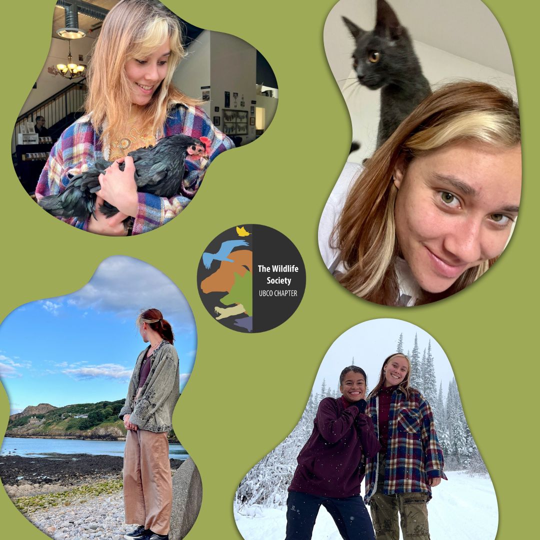 Hey wildlifers, our next executive member to introduce you to is Nikita Karitsky, your secretary!

Learn more about Nikita on our Instagram: instagram.com/p/C_yWlXOSaAx/…

Stay safe and stay wild! 🍄🐞🌾

#thewildlifesociety #ubc #ubco #ubcokanagan #wildlife #suo
