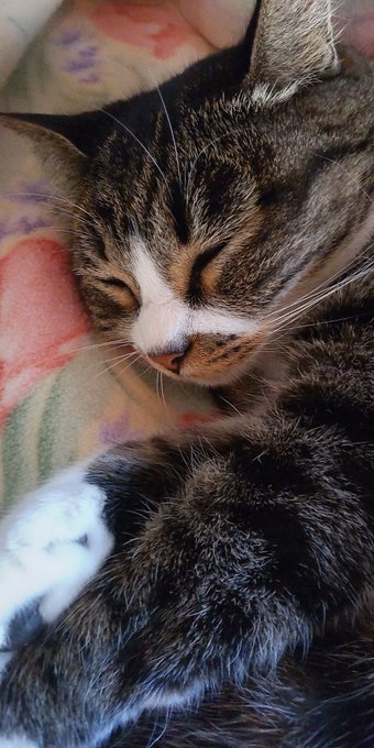 起きたら隣にいた怪獣 