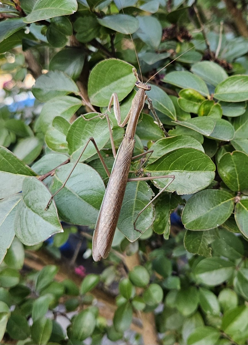 episcoperkins's tweet photo. Look at this praying mantis I found https://t.co/MfZzvJxX29