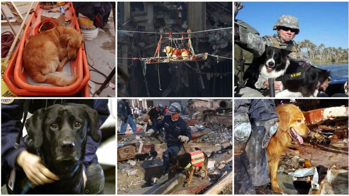Rene_gadeCowboy's tweet photo. I wanna personally remember and thank every single dog that searched and helped on 9-11 and the days that followed. They didnโt sign up for this. Yet they are heroes never the less #NeverForget911 #dogsof911 https://t.co/jXLZdO9J6k