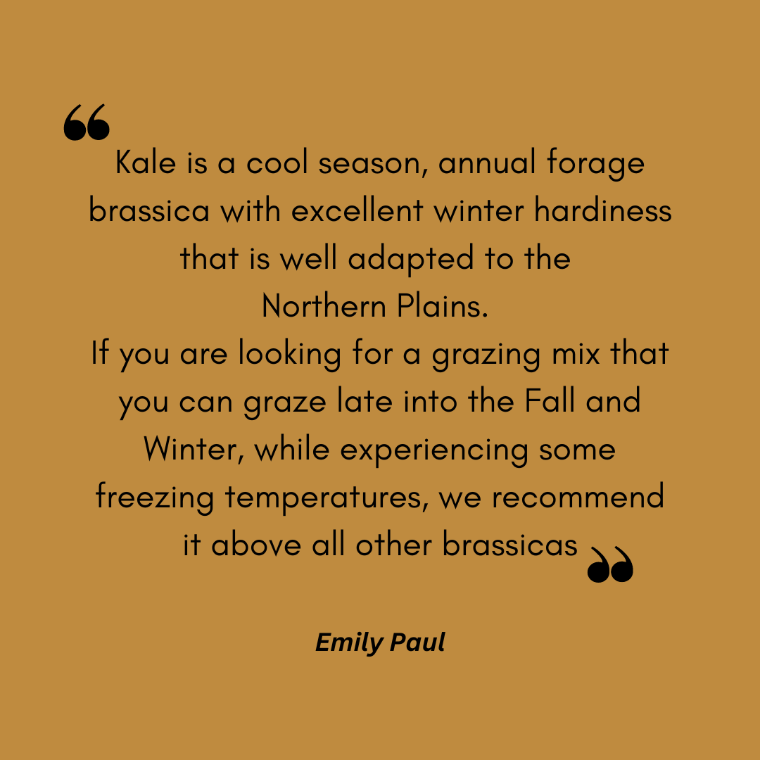 PulseUsa's tweet photo. Bayou Kale is in stock &amp; ready for you to order!🌱#AgTwitter https://t.co/KqQtezybYL