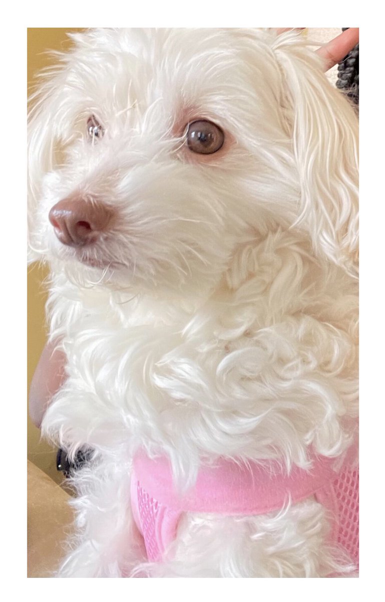 Swahilimom's tweet image. September is Responsible Dog Ownership month! Being a responsible dog owner is not easy and not cheap but the reward is always priceless. #ResponsibleDogOwnershipmonth #maltipoo #loveyourpet