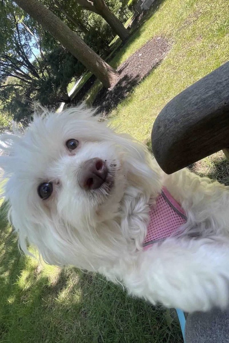 Swahilimom's tweet image. September is Responsible Dog Ownership month! Being a responsible dog owner is not easy and not cheap but the reward is always priceless. #ResponsibleDogOwnershipmonth #maltipoo #loveyourpet