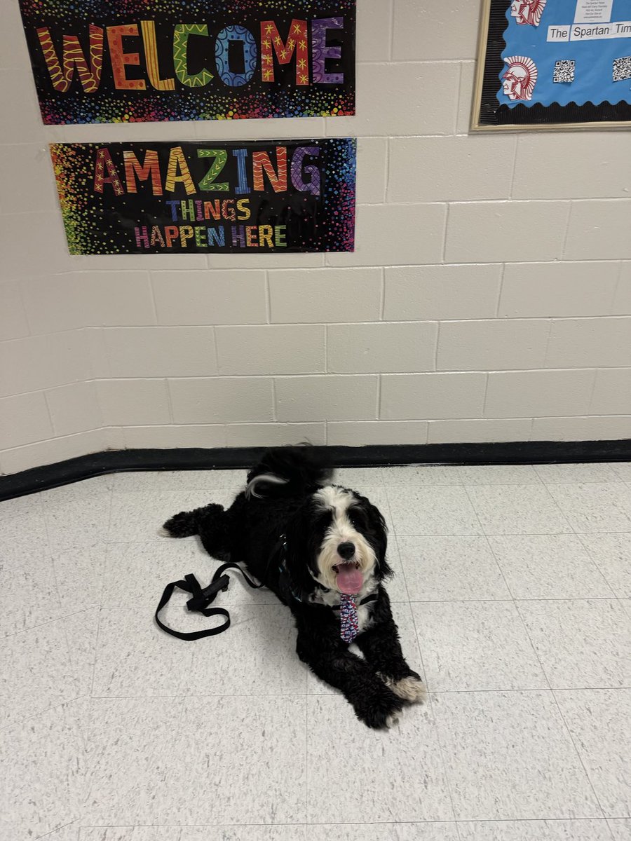 Archie THE Therapy Dog tweet media