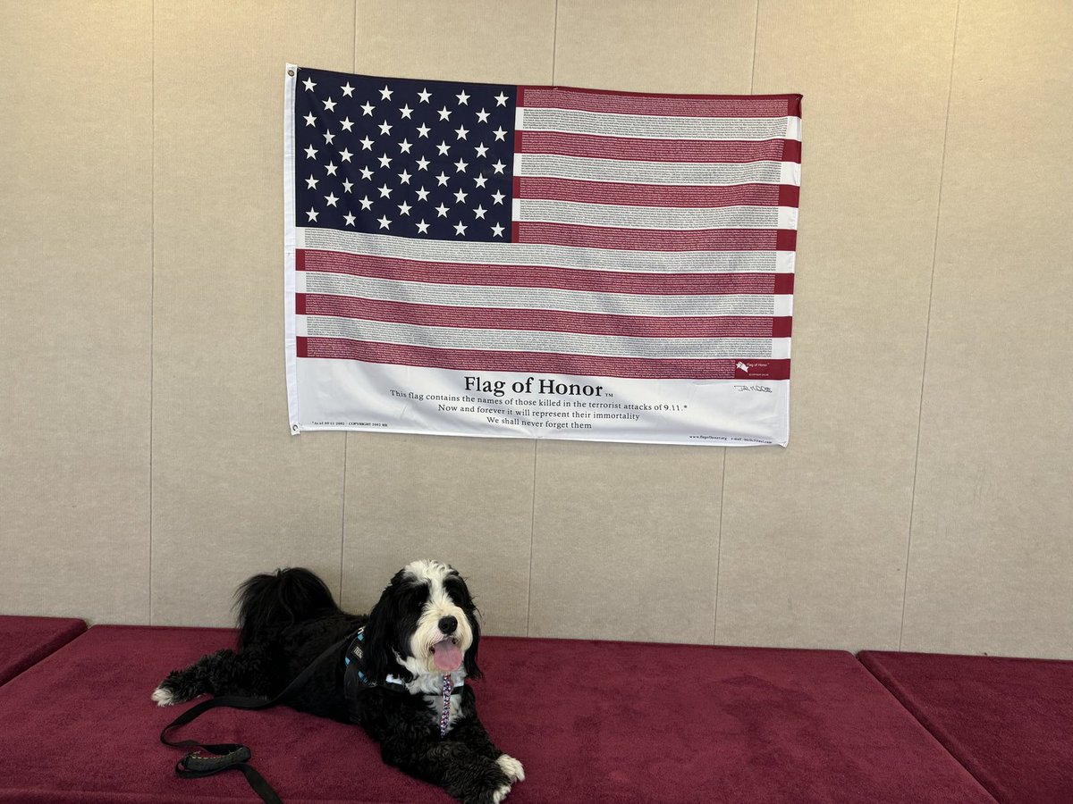 Archie THE Therapy Dog tweet media