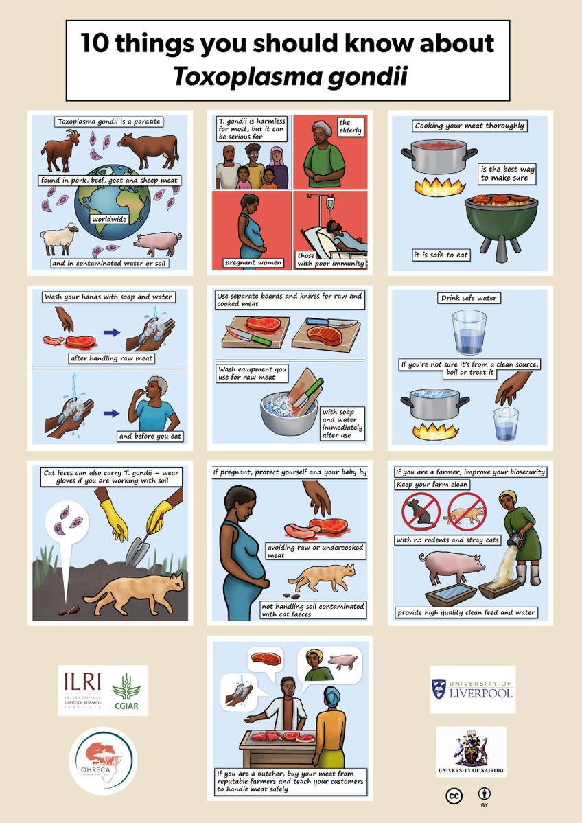 <a href="/elonmusk/">Elon Musk</a>, want to stay safe from Toxoplasma gondii? 🐱🦠. Check out these 10 simple tips to protect you and your food from the parasite. #OHRECA and <a href="/ILRI/">ILRI.org</a> have got this covered! #StaySafe