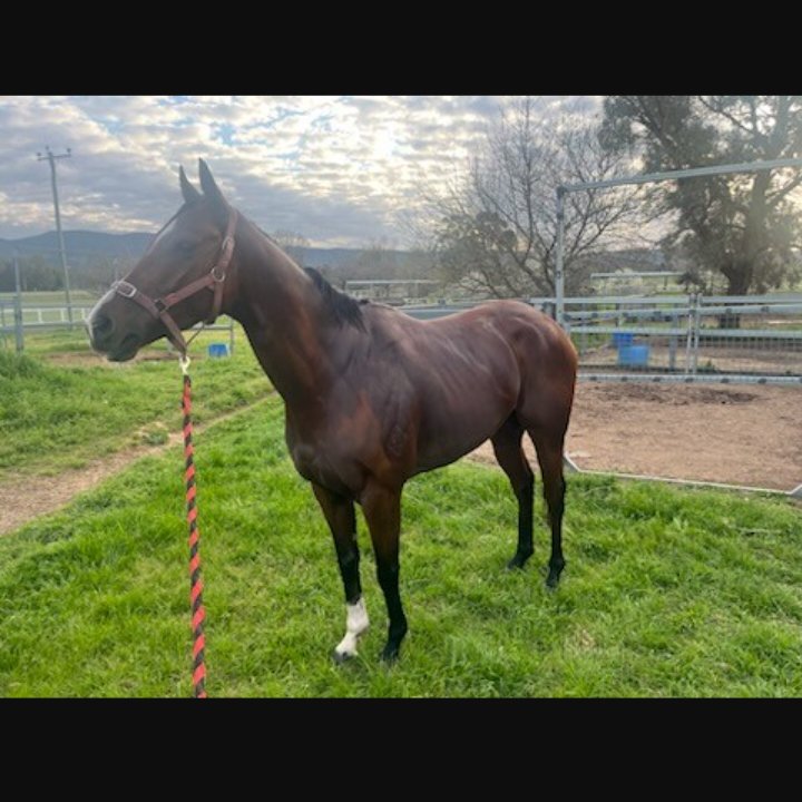 AttungaRacing's tweet image. I've had so much enjoyment being involved with #CommandoJack can't wait to get into another one with The Major Of #Mudgee David J Smith #WestIsBest