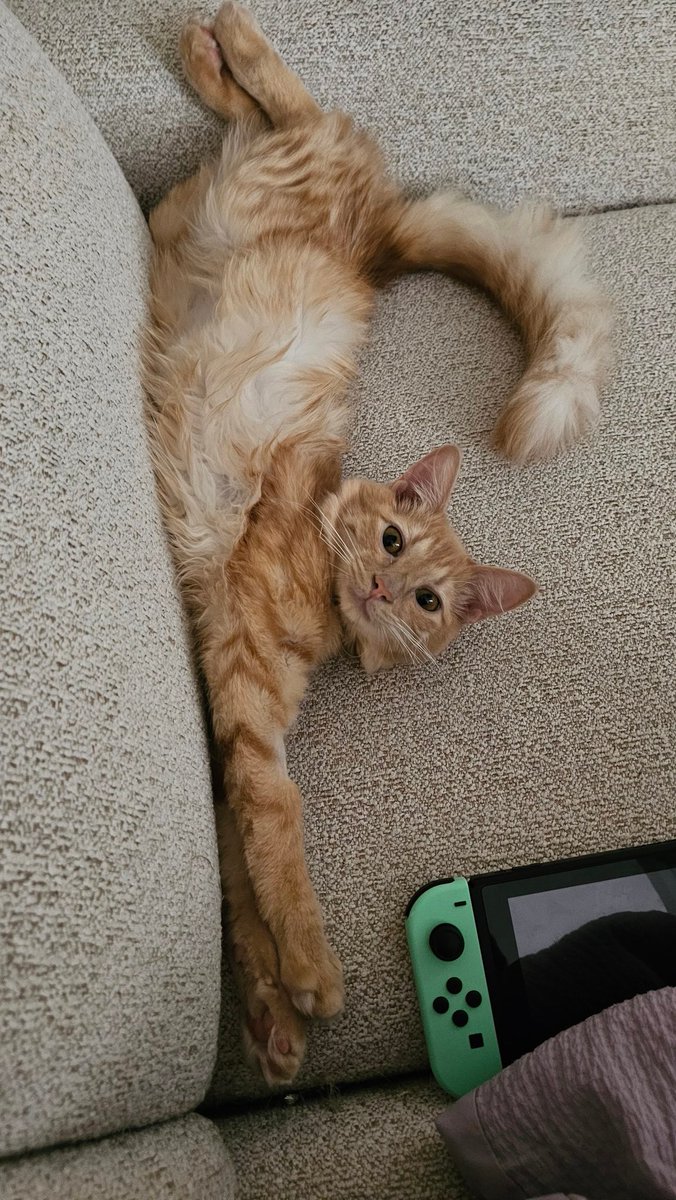Content from elabunny