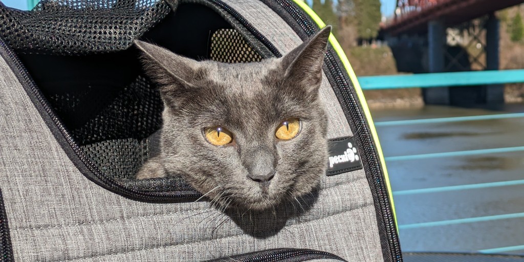 #PetsForPediatricCare! We march onwards! Our pets are spreading awareness about pediatric cancer awareness. Join in on the fun by dressing up your pets in gold and sharing photos. Don't forget to tag us🎗️
#childhoodcancerawareness #beatchildhoodcancer #cats