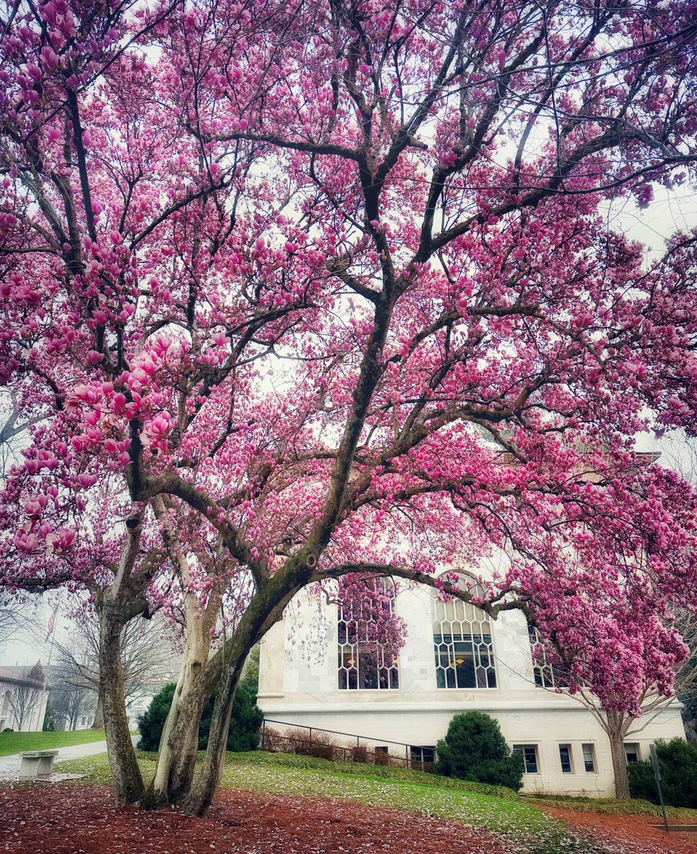 Dr. Aubrey Kelly (@aubreymkelly) on Twitter photo JOB ALERT at beautiful <a href="/EmoryUniversity/">Emory University</a>! The Dept. of Psychology invites applications for an open rank, tenure-track faculty position. We are searching for applicants who examine the neural mechanisms of behavior in small animal systems.
apply.interfolio.com/153594
Please retweet! JOB ALERT at beautiful <a href="/EmoryUniversity/">Emory University</a>! The Dept. of Psychology invites applications for an open rank, tenure-track faculty position. We are searching for applicants who examine the neural mechanisms of behavior in small animal systems.
apply.interfolio.com/153594
Please retweet!