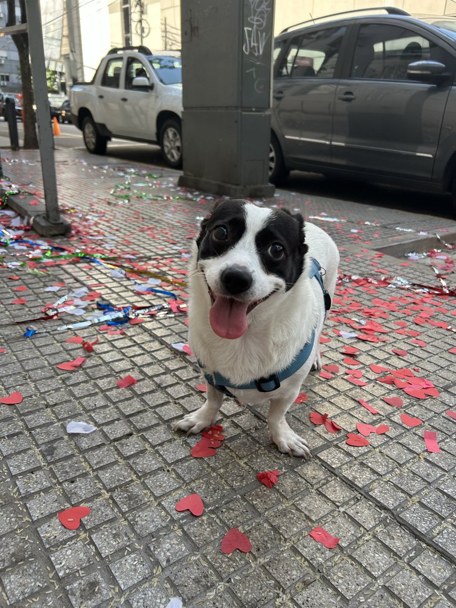 agusrecomienda's tweet photo. Mi foto preferida de Pelota inmortalizada en un cuadro 😭❤️y encima viene acompañada de un sticker https://t.co/61LeBhxlcL