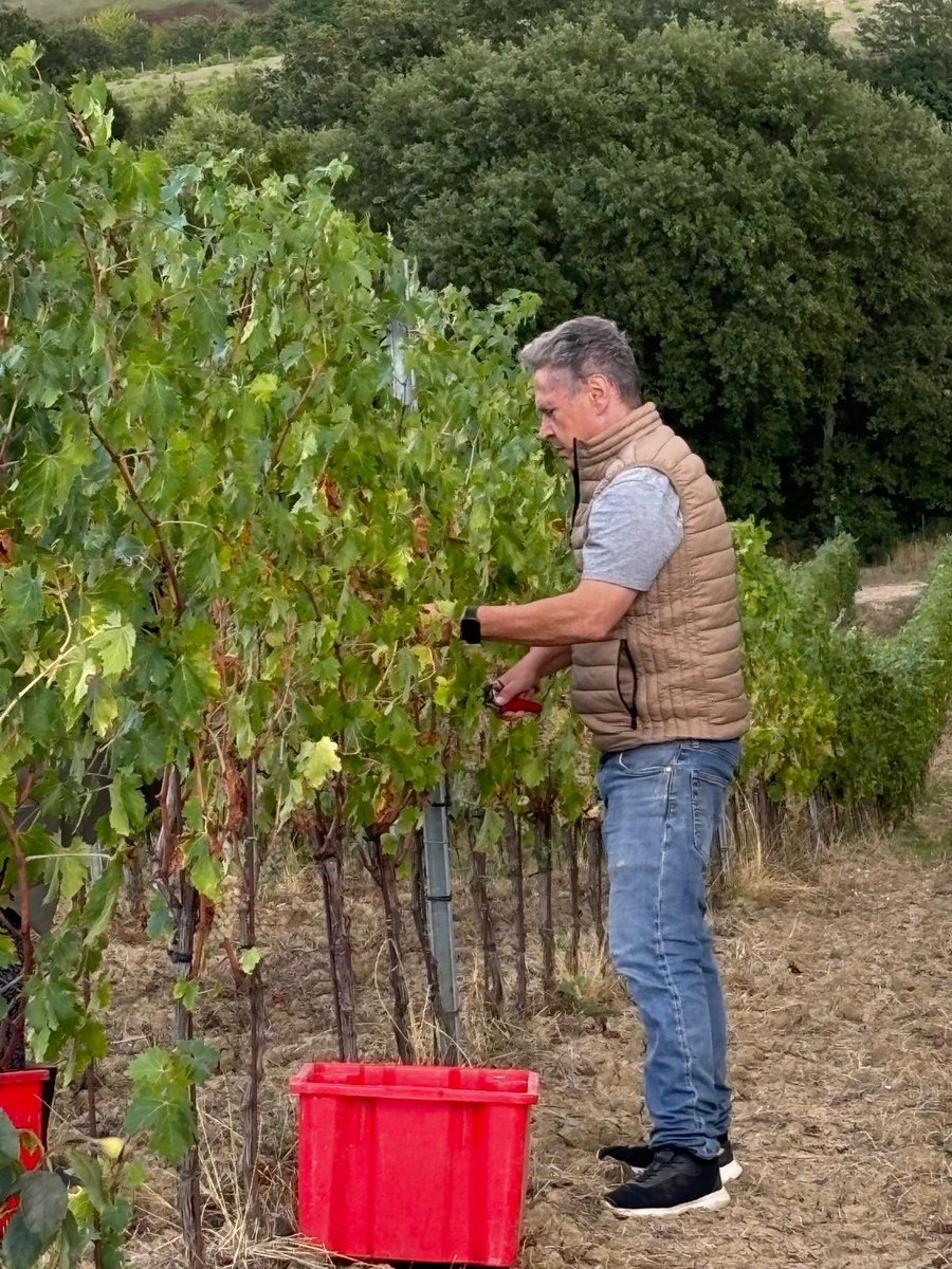 #vendemmia #borgomelograno #vinobianco