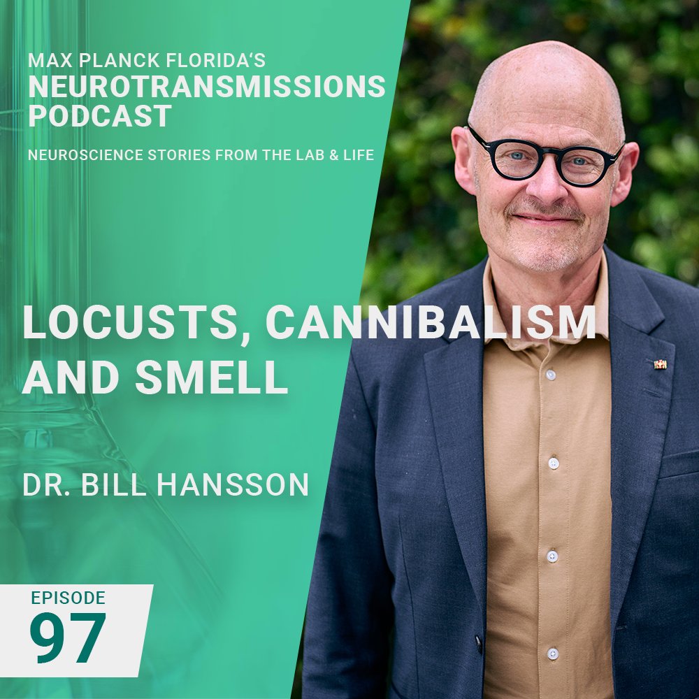 MPFNeuro's tweet photo. Join us on Neurotransmissions Podcast episode 97 as we discuss the identification of an odorant that can protect swarming locusts from cannibalism with @billhansson  from @MPI_CE .  Listen on your favorite podcast platform or watch on YT: https://t.co/szH1FQUFzM https://t.co/VTQFlrbhhY