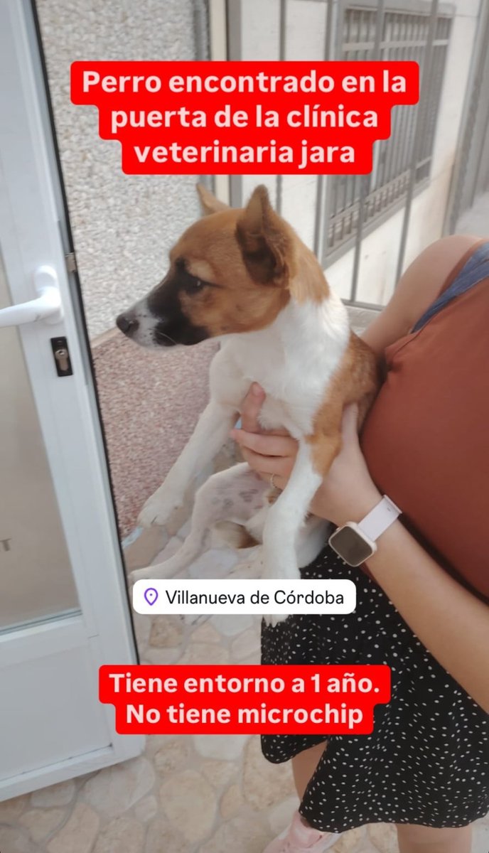 luciiaadelgado1's tweet photo. Hoy mi hermana se ha encontrado este perrito en la puerta de la clínica veterinaria en la que trabaja en Villanueva de Córdoba. Compartirlo porfi. https://t.co/c2ZNuL2EaO