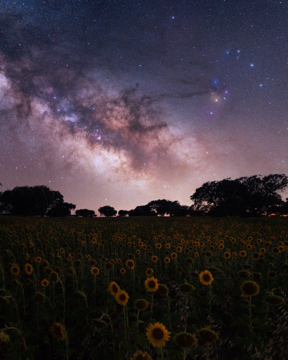 uhd2020's tweet photo. Milky Way over sunflower field 🌻 🌌 https://t.co/cQfxy5N4SW