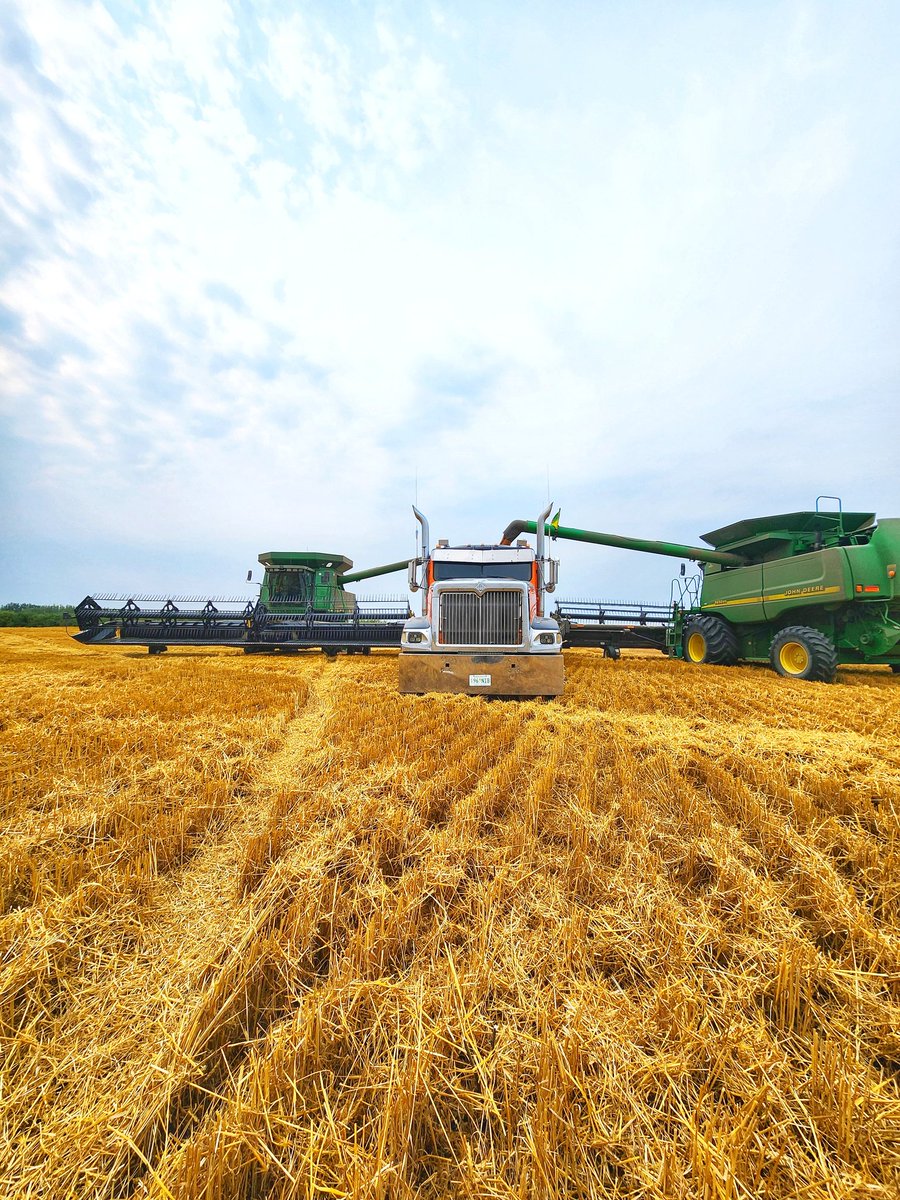 Peas ✅️ 
Oats ✅️ 
Wheat.....
Canola ➡️ 
#harvest2024