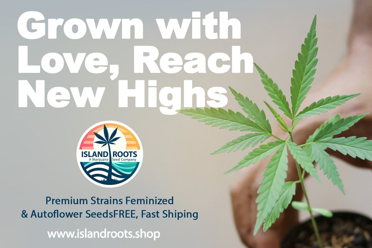 UrbanProspect's tweet photo. Marijuana Seeds from Island Roots. Explore the Best high Quality cannabis seed in the USA featuring autoflowering, feminized, and hybrid Visit https://t.co/vfp9XXV0Pp and start today! 
#CannabisSeeds
#SeedBank
#CannabisCommunity
#MarijuanaSeeds
#CannabisGrowers
#WeedSeeds https://t.co/z1SAfwQ49b