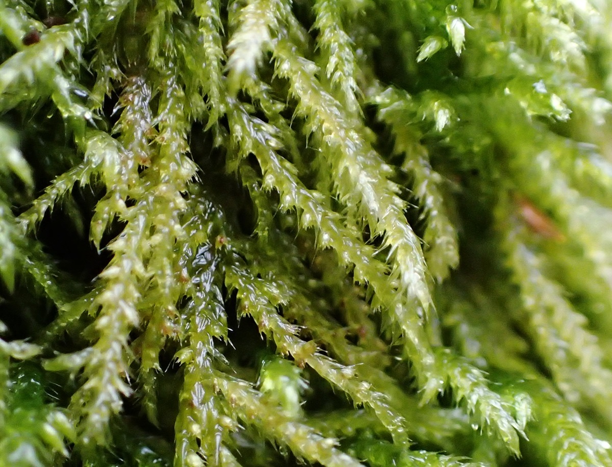 Interesting to find what look like bulbils in the leaf axils of the moss Isothecium myosuroides in Argyll yesterday. The photo is poor (low light level), so I've included better photos of similar material at other sites in the west Highlands in recent years.