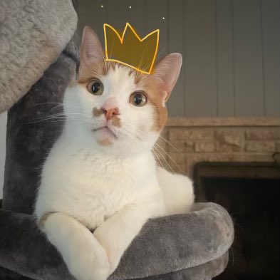 DynamicsCatDad's tweet image. Murray doesn’t expect any special treatment.  Just treat him like any normal member of royalty.  😂