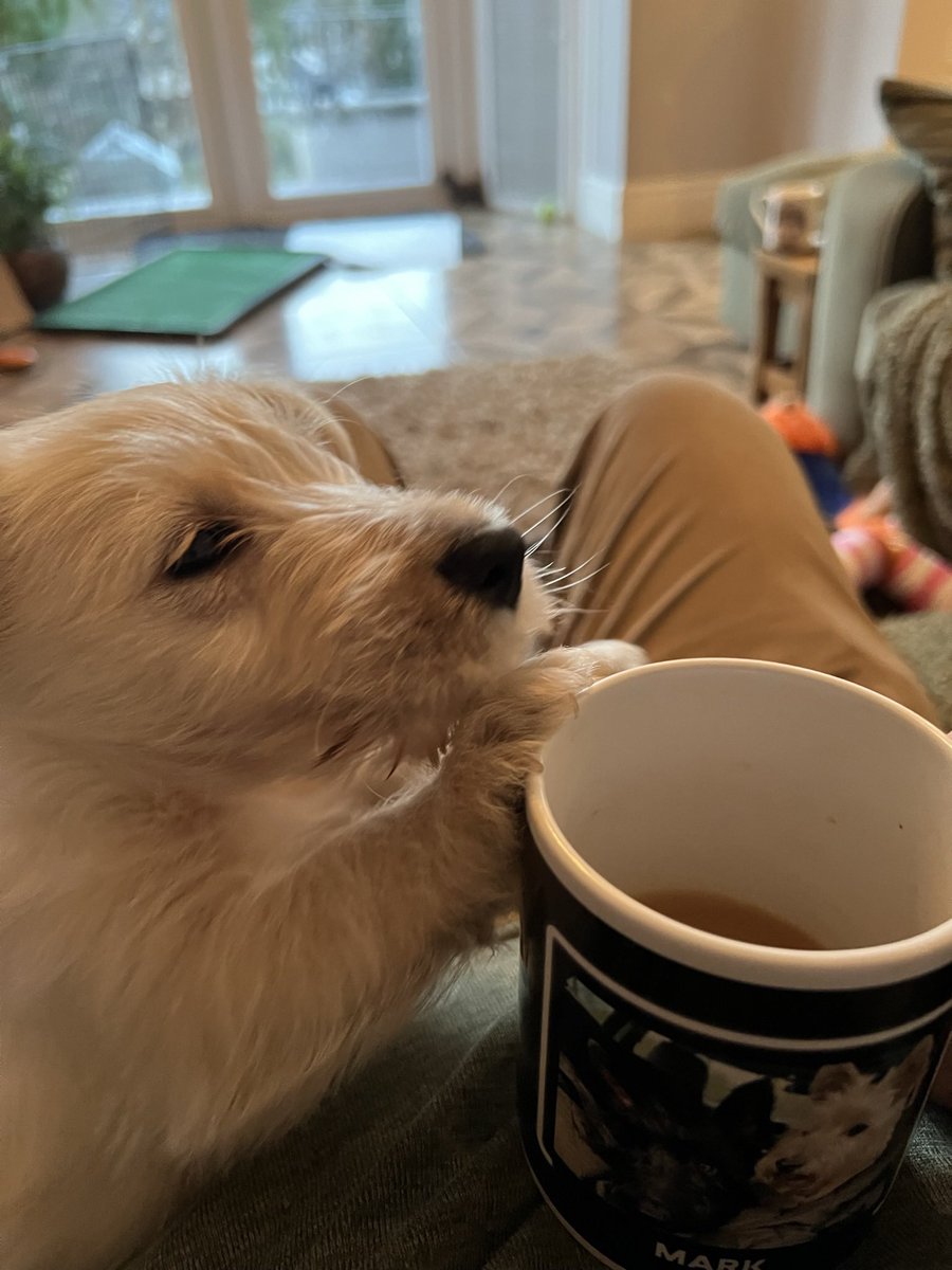 littlewood_mark's tweet photo. Some things never change ☕️☺️❤️

#TeaBelly @YorkshireTea 
#ScottishTerrier https://t.co/ucOsuebYMs
