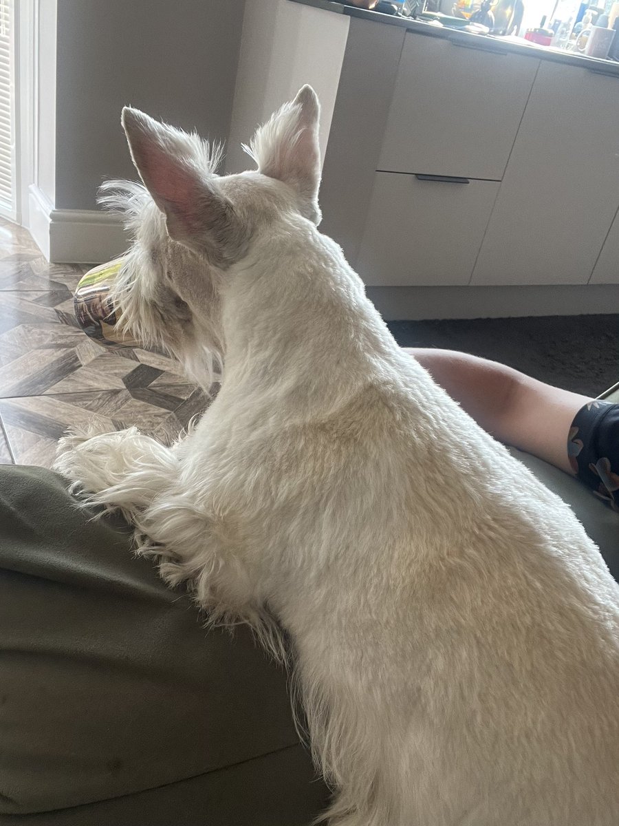 littlewood_mark's tweet photo. Some things never change ☕️☺️❤️

#TeaBelly @YorkshireTea 
#ScottishTerrier https://t.co/ucOsuebYMs
