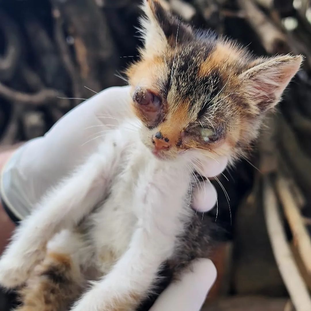 ‼️💔Two kittens will be killed soon😭😭🆘🆘🙏🙏
One lady found them and she said she will euthanize them because they are blind! This two kittens are siblings. I begged her not to do this. Im am crying 😥. Please help these babies. If you can help !!!! Donation link is in my bio.