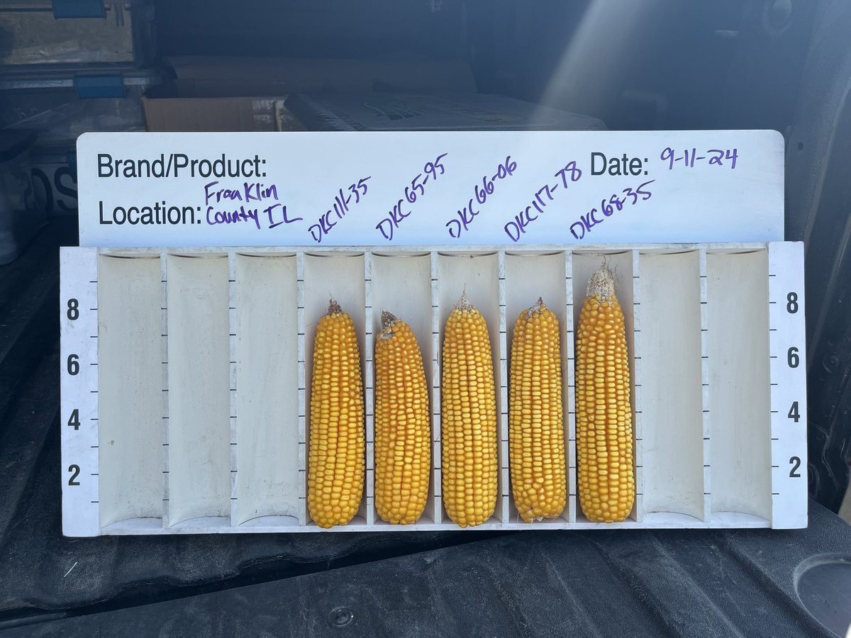 Sarah Dintelmann Wagner tweet media