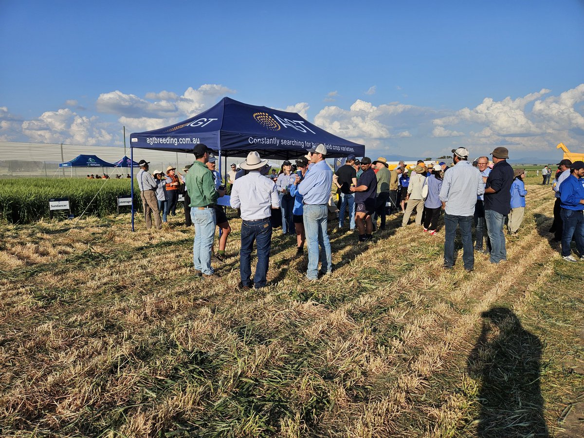 lush_douglas's tweet photo. @agtbreeding supporting the annual @pbinarrabri field day.
I tried to keep it to a 5-min presentation, but with so many varieties, how could I?
#Westcourt #Yeti #BigfootCL #Sundancer #Leverage #Intrigue #Sunmaster #SunbladeCLPlus just to name a few.
Which one is your favourite? https://t.co/Q7G2D8ImIe