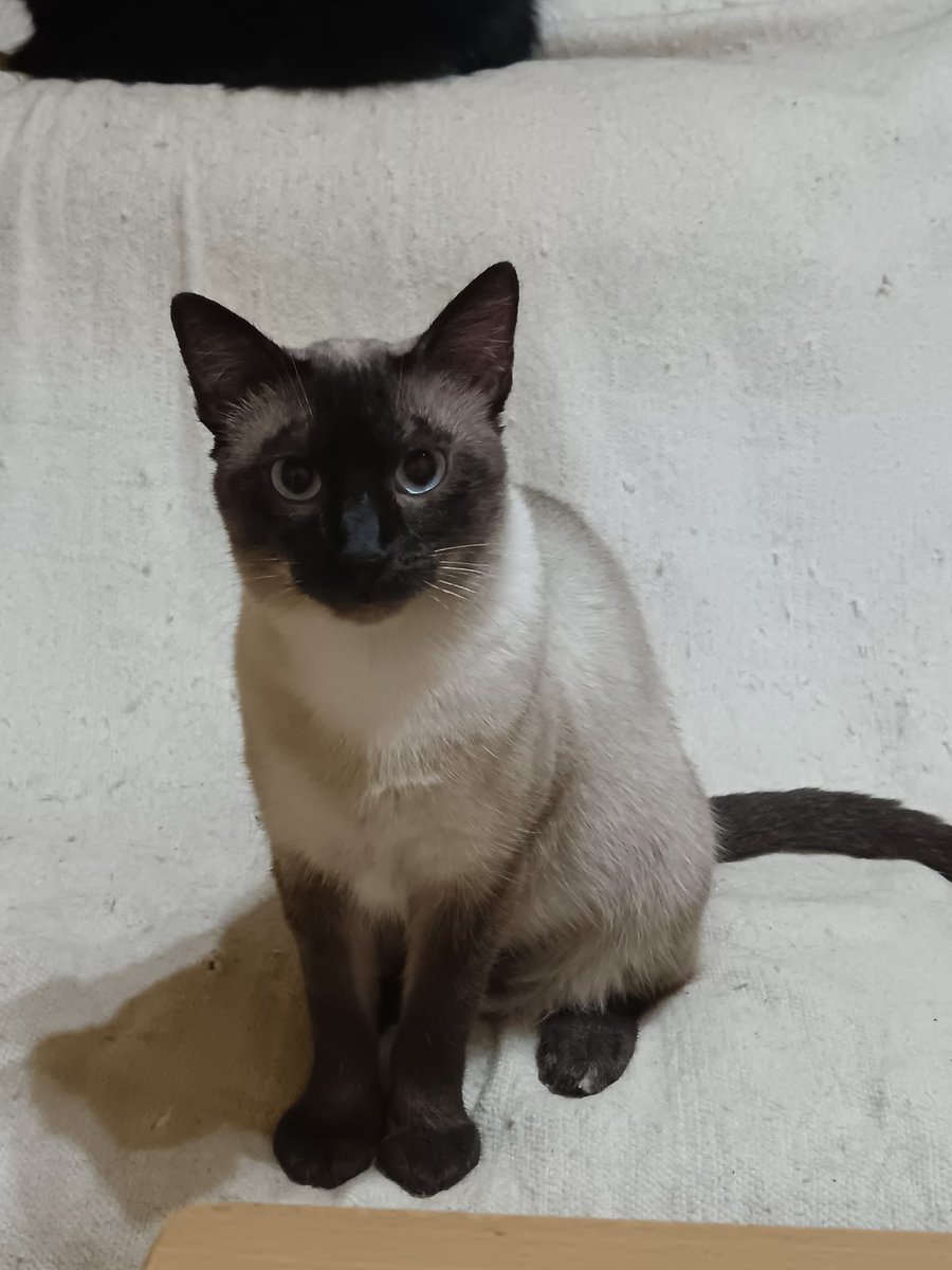 BigotisSos's tweet photo. Negret (mascle, 1 any) i Unchi (femella, 2 anys)🐱
Són uns gats molt simpàtics i afectuosos🥰
Esperen la seva oportunitat de poder formar part d'una família❤️
Poden viatjar🚗
Per més info o adopció, escriu whatsapp al 611 262 013☎️
#ADOPTA #AdoptaUnGato #XarxaCatalunyaAdopcions https://t.co/llpVyZYBBI