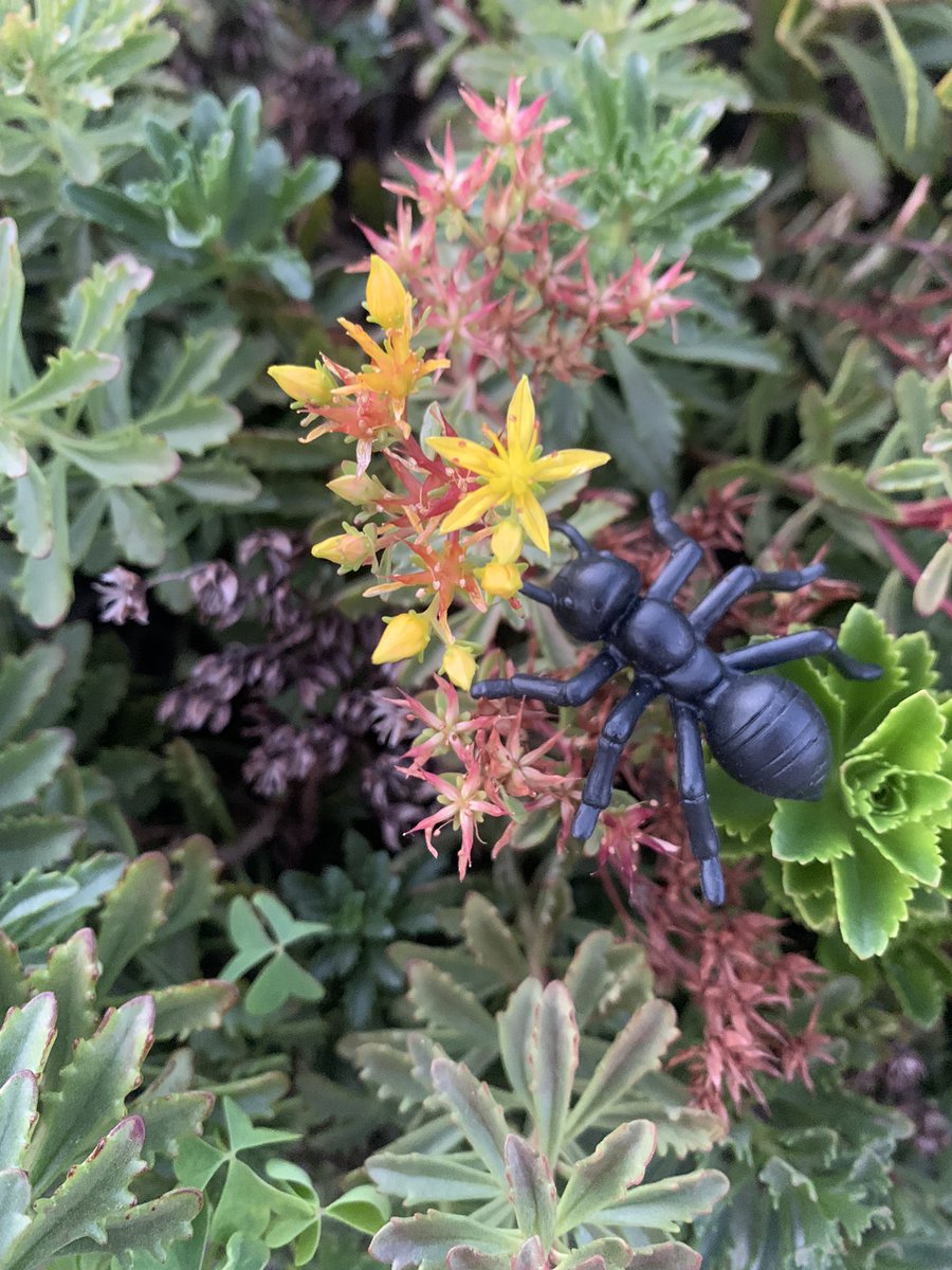 cindy_hundley's tweet photo. Day 3: An ant’s perspective. So much creativity as students photographed their “ant” in and around nature. Books coming soon! 🐜📸🌲🍁 @GutermuthES  @JCASLKY  @JCPS_LMS #antspersective  #ants #naturesclassroom #outdooreducation https://t.co/nbogZrbn8I