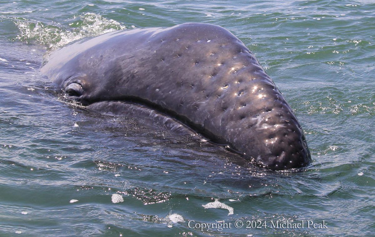 Michaelpeakart's tweet photo. A baby gray whale poses for a portrait.  For more pics, please visit https://t.co/mYjht9tGw2 https://t.co/O1G74Klnr8