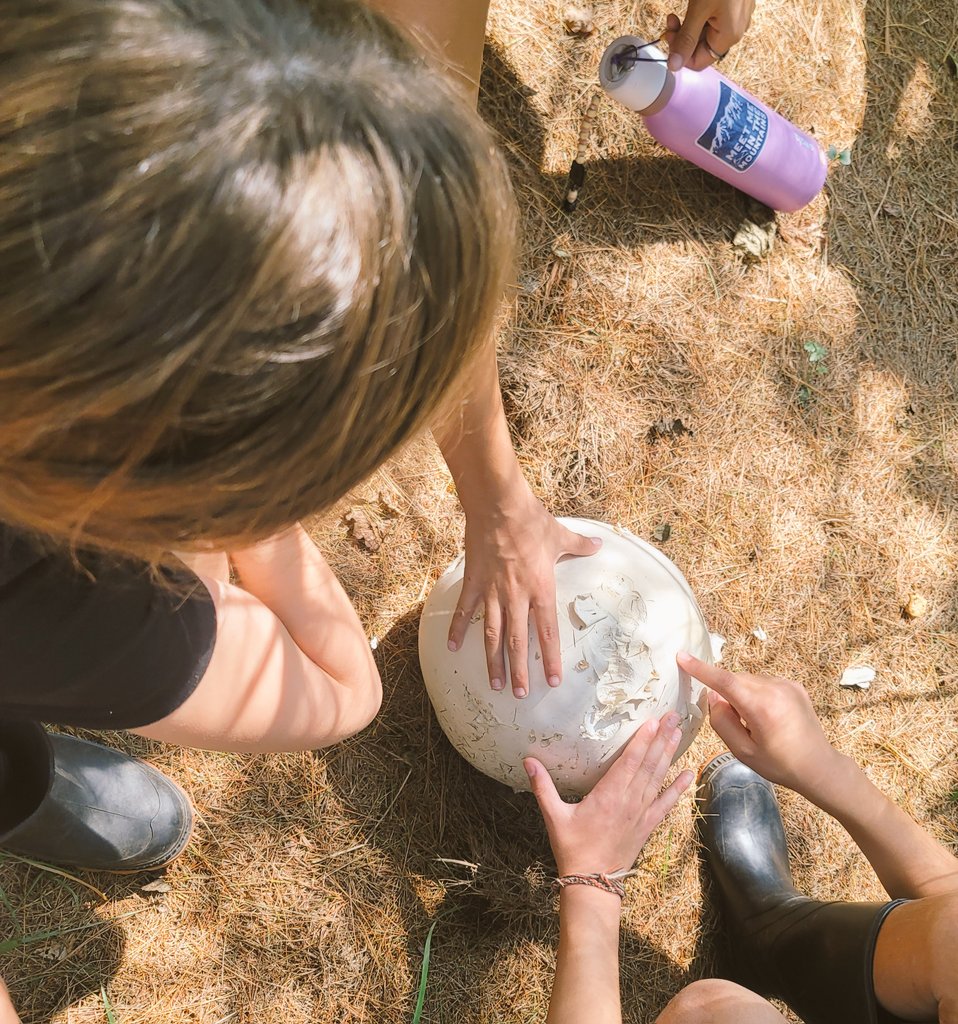 Etobicoke Outdoor Education Centre (@eoec_tdsb) on Twitter photo Forest soccerball?! What? No way! ... it's a Giant Puffball mushroom! It's  always an adventure on our student choice hikes.  #AdventureHike #PuffballMushroom #NaturePhotography #Exploration #OutdoorPhotography #StudentLife #CaptureTheMoment #NatureLovers #HikingAdventure Forest soccerball?! What? No way! ... it's a Giant Puffball mushroom! It's  always an adventure on our student choice hikes.  #AdventureHike #PuffballMushroom #NaturePhotography #Exploration #OutdoorPhotography #StudentLife #CaptureTheMoment #NatureLovers #HikingAdventure