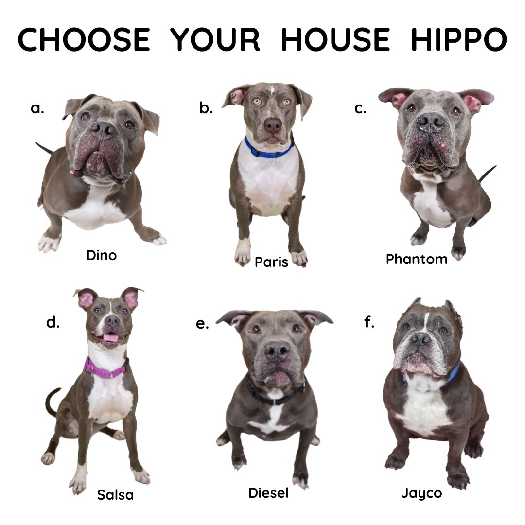 Which pittiepotamus are you? 🦛

We have so many gorgeous house hippos looking for love! 🩶

Tell us your fave in the comments and we'll tell you more about them! 

See all adoption profiles on our website ✨