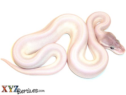 XYZReptiles's tweet image. 🐍 9 Baby Ball Python Morphs Back In Stock - mailchi.mp/xyzreptiles/hi… #XYZReptiles #BallPython #BabyBallPython #BallPythonMorph #PythonRegius #RoyalPython #Snake #SnakeLife #Pets #Reptiles  #ReptileLover