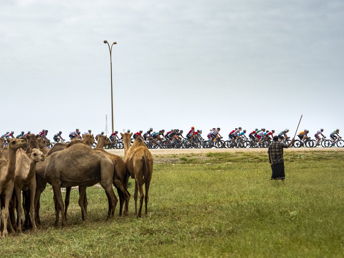 goVCIca's tweet photo. CYCLISME : Neuvième place mercredi pour le 🍁David Drouin (@ECTproCYCLING)  à la quatrième étape du Tour of Salalah 🇴🇲ce qui lui procure le 46e rang du classement général final (sur 69 coureurs) devant son coéquipier et compatriote William Goodfellow, 64e mercredi et 64e au classement général. 

@CyclingCanada