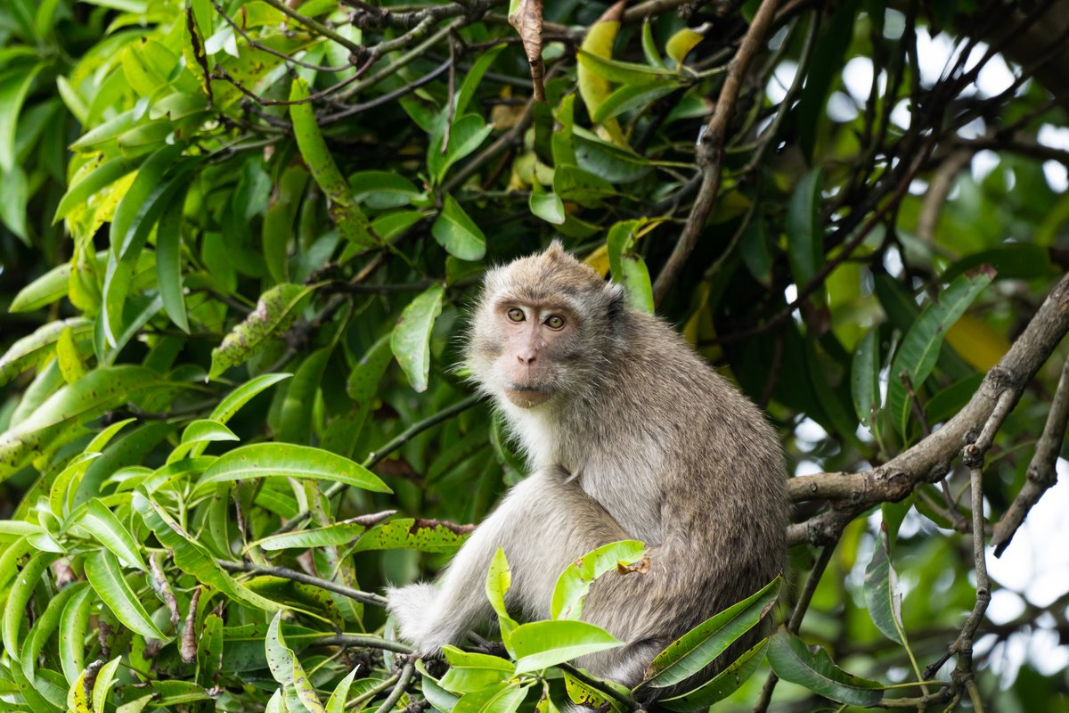 Check out this article on the importance of non-human primates for research! jneurosci.org/content/44/37/…

“Virtually everything we know about the human visual system in health and disease has its roots in foundational science involving monkeys.” 👏👏👏