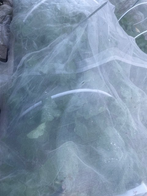 Our multicultural FOOD BANK was busy during school holidays supplemented by Celtic Manor frozen foods &amp; bumper harvest from community garden @GarythomasGAVO #HolidayHunger <a href="/JGriffithsLab/">John Griffiths MS</a> <a href="/jessicamordenmp/">Jessica Morden MP</a> <a href="/JBryantWales/">Jayne Bryant Newport West</a>