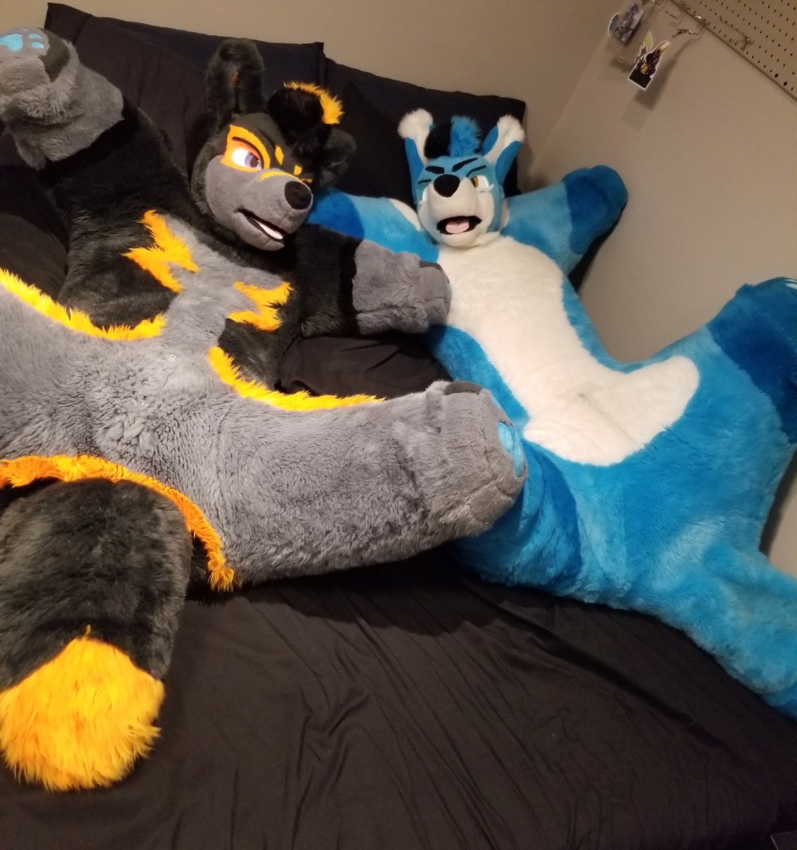 Look who came home for a little visit last week! These cute stumpy little critters sure did a good job keeping me distracted while they struggled over that single brain cell they share 🤣

<a href="/AceSkullDog/">Bsky: zangos.place</a>
<a href="/PupTayo/">Bsky: Tayoad</a>

✂️ <a href="/TheSwitchStitch/">The Switch Stitch - Coms for Fall/winter open!</a>