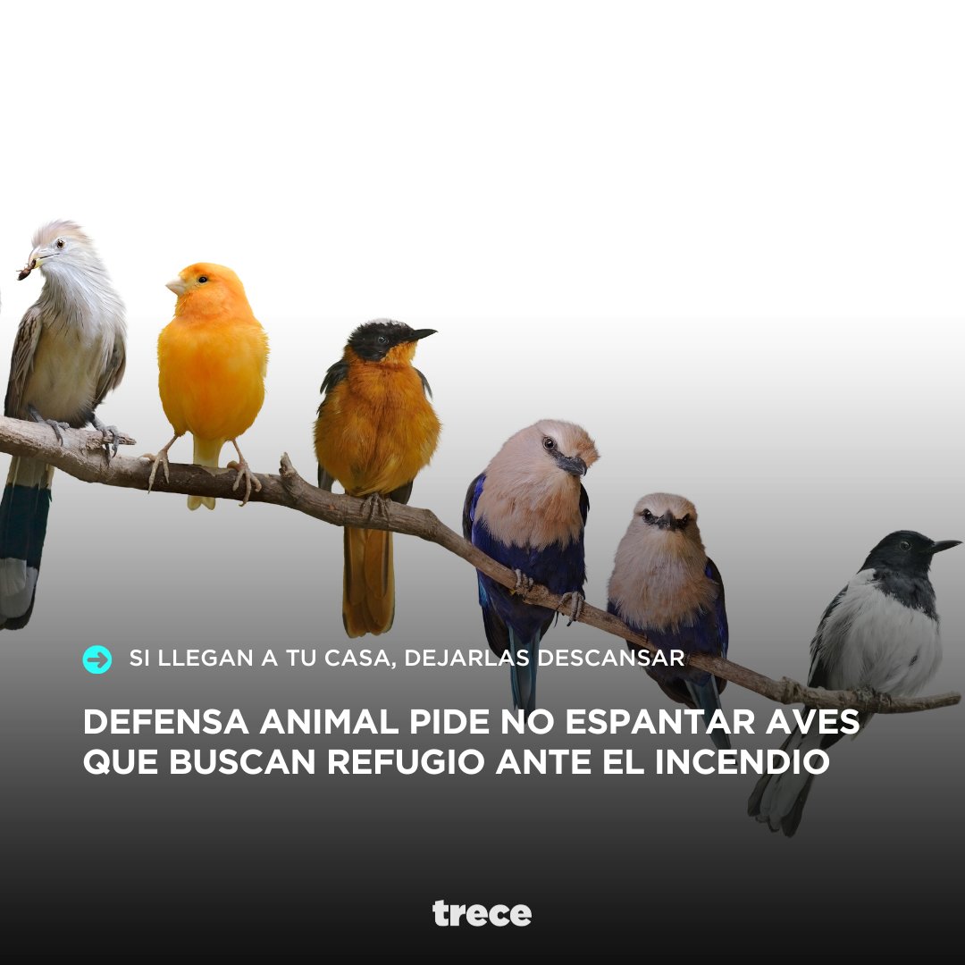trecepy's tweet photo. 🐦‍⬛🦤🪶Las aves solo buscan un refugio🥺 

👉🏽Ante los devastadores incendios forestales, desde el @defensanimalpy, piden no espantar y cuidar a las aves que huyen de las llamas.

💭"En tiempos de incendio, las aves buscan refugio. Si llegan a tu casa, dales la bienvenida. Solo están buscando un lugar seguro para descansar", expresa el comunicado.

#Trece #SiempreConectados