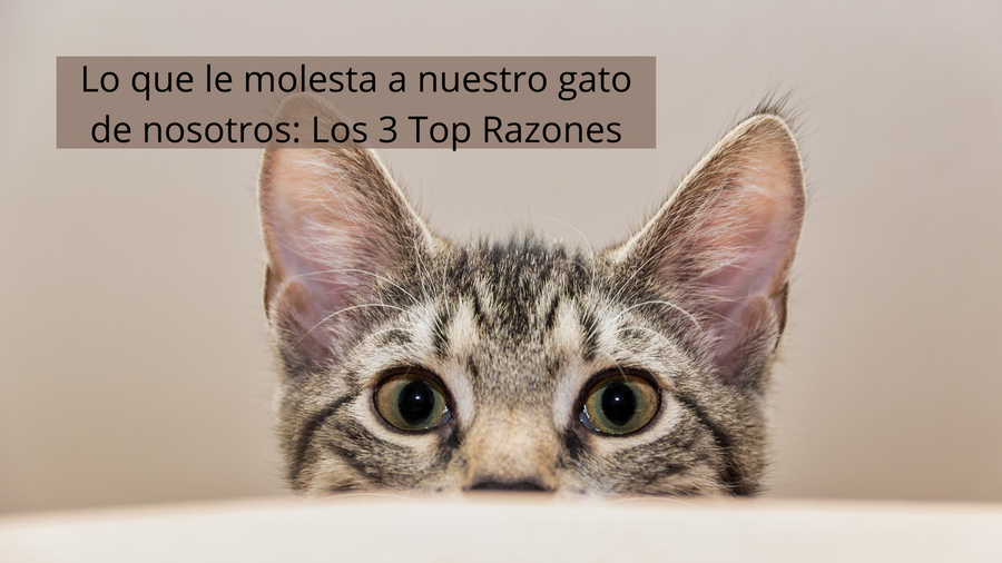 CrowdPets's tweet photo. Lo que le molesta a nuestro gato de nosotros: Los 3 Top Razones https://t.co/JWaRdjoJbE https://t.co/KlMq3Su8Ay
